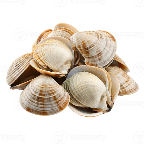 WHITE CLAM