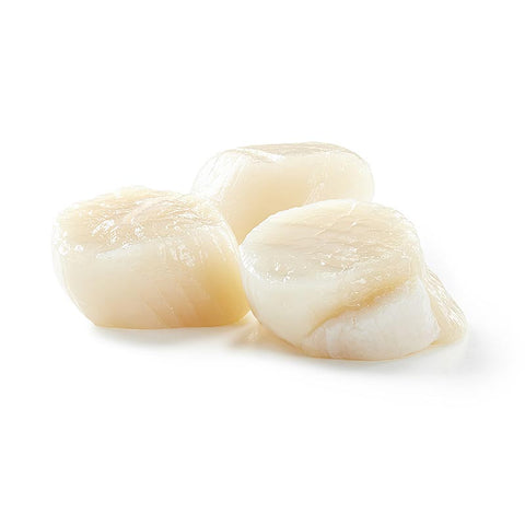 SCALLOP