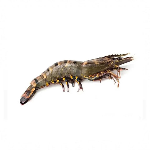 WILD SHRIMP BLACK TIGER HOSO