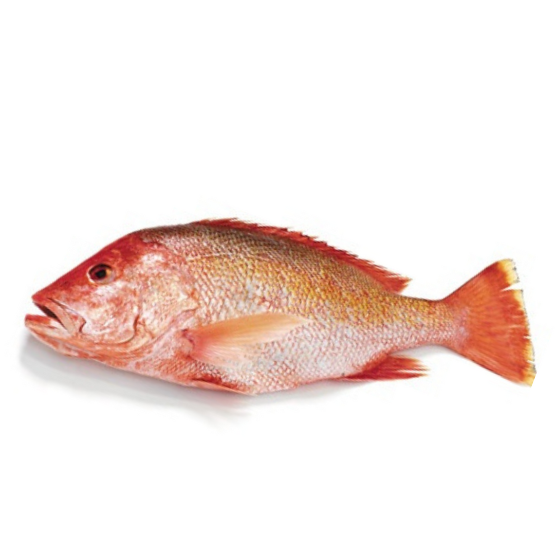 Red Snapper Fill RED SNAPPER FILLET – DK FOOD GROUP