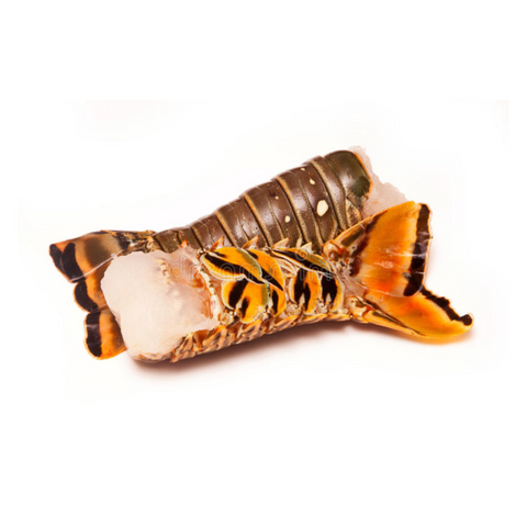 CARIBBEAN SPINY LOBSTER TAIL