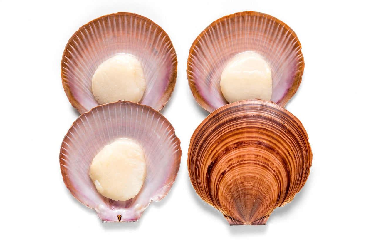 SCALLOP U10 DK Food Group