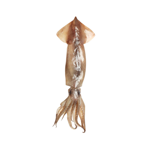SQUID TUBE